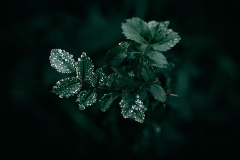 Mysterious forest